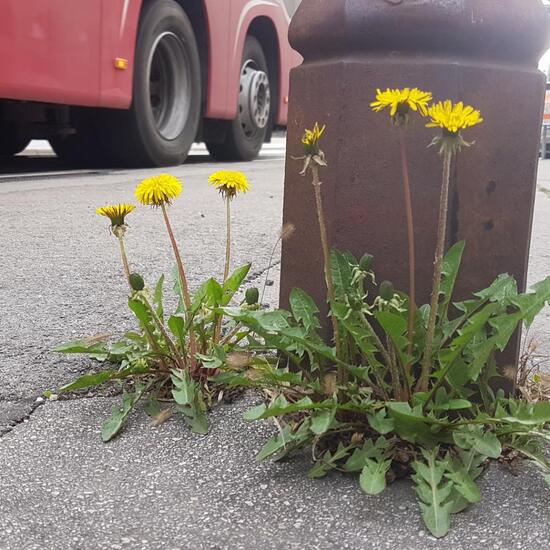 Taraxacum tortilobum: Plant in habitat Road or Transportation in the NatureSpots App