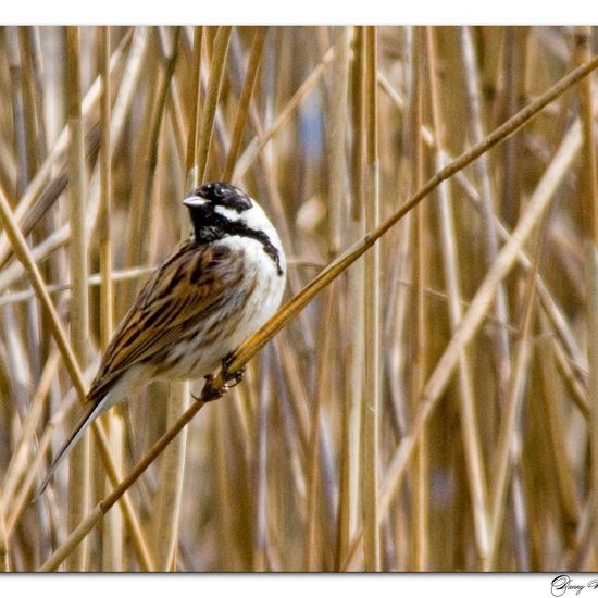 Rohrammer: Tier im Habitat Teich in der NatureSpots App