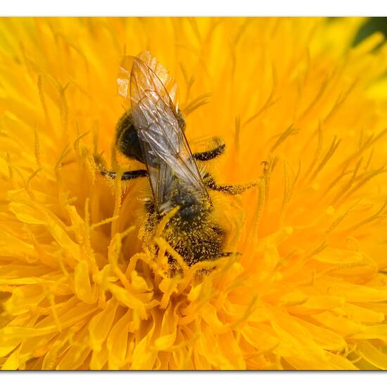 Weiden-Sandbiene: Tier in der Natur in der NatureSpots App