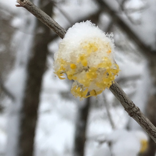 Cornus mas: Plant in habitat Garden in the NatureSpots App