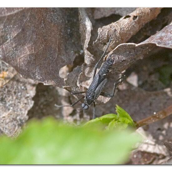 Penthetria funebris: Tier im Habitat Grasland und Büsche in der NatureSpots App