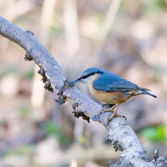 Kleiber: Tier im Habitat Hinterhof in der NatureSpots App