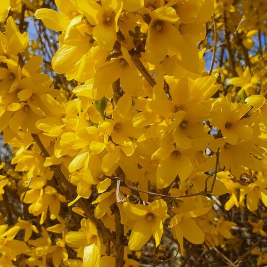 Forsythien: Pflanze im Habitat Park in der NatureSpots App