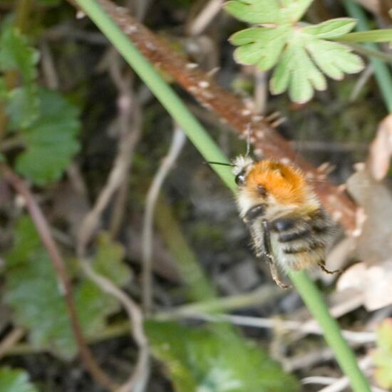 Bombus pascuorum: Animal in nature in the NatureSpots App