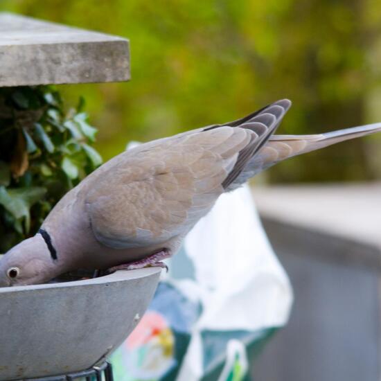 Türkentaube: Tier im Habitat Garten in der NatureSpots App