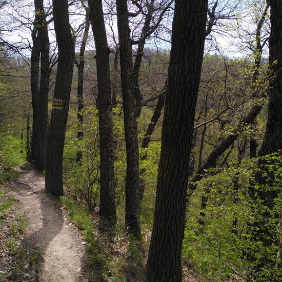 Landschaft: Wald im Habitat Wald der gemäßigten Breiten in der NatureSpots App