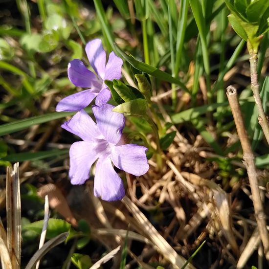 Eine unbekannte Art: Pflanze im Habitat Anderes Stadthabitat in der NatureSpots App