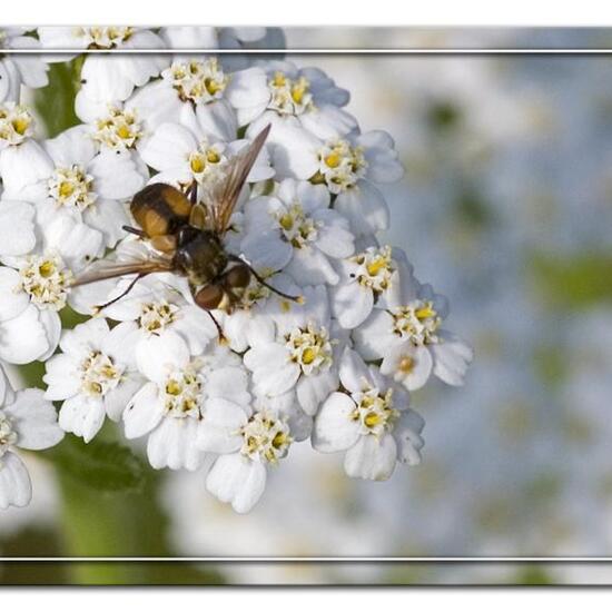 Ectophasia crassipennis: Tier im Habitat Grasland und Büsche in der NatureSpots App