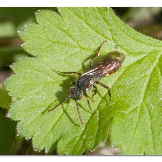 Nomada ferruginata: Tier in der Natur in der NatureSpots App