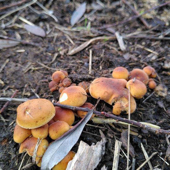 Flammulina velutipes var. velutipes: Mushroom in habitat Natural Meadow in the NatureSpots App