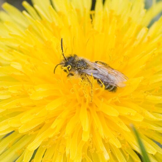 Andrena flavipes: Animal in habitat Park in the NatureSpots App