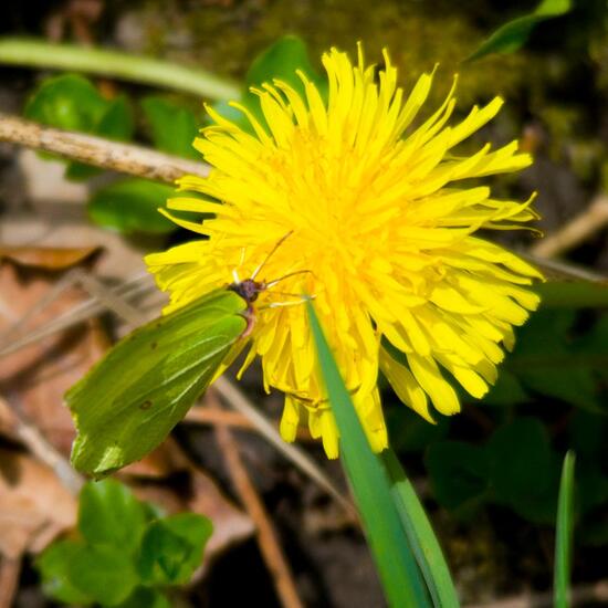 Zitronenfalter: Tier im Habitat Strasse/Verkehr in der NatureSpots App