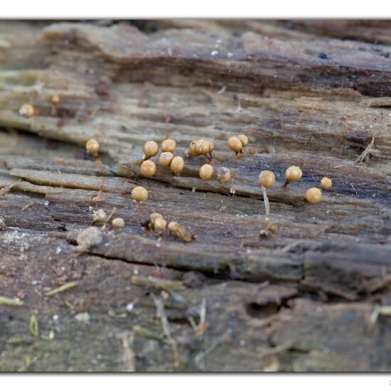 Unknown species: Mushroom in habitat Forest in the NatureSpots App