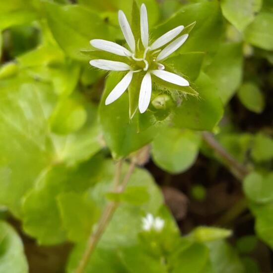 Common chickweed: Plant in habitat Park in the NatureSpots App