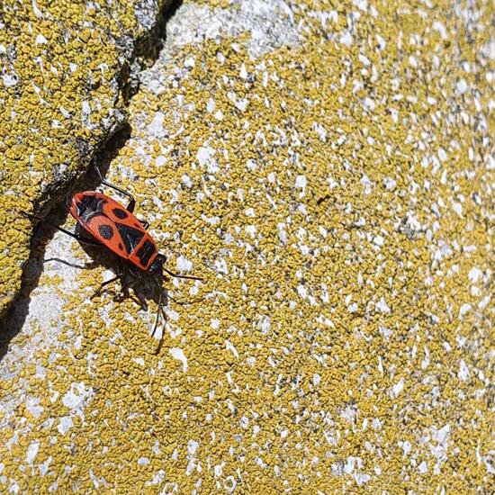 Gemeine Feuerwanze: Tier im Habitat Park in der NatureSpots App