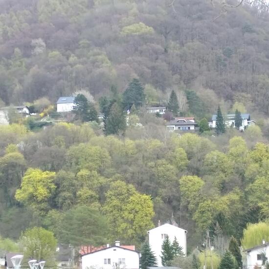 Landschaft: Wald im Habitat Wald der gemäßigten Breiten in der NatureSpots App