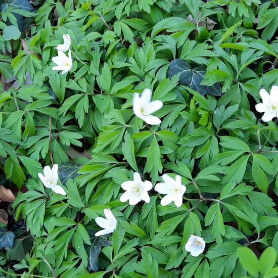 Wood Anemone: Plant in nature in the NatureSpots App