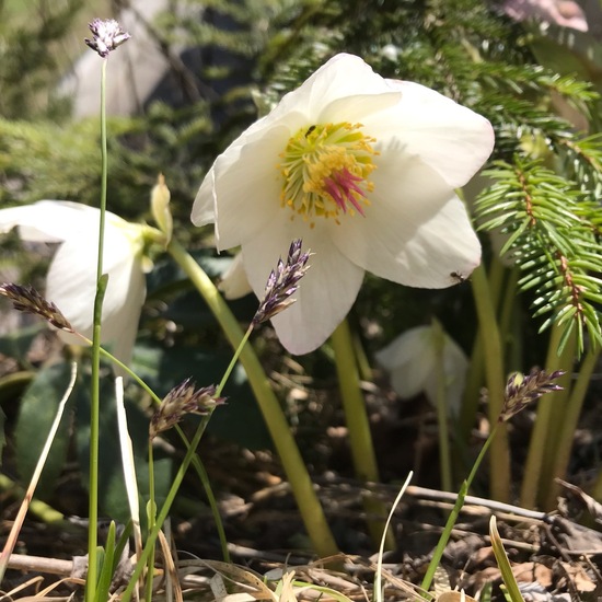 Helleborus niger: Plant in habitat Rock areas in the NatureSpots App