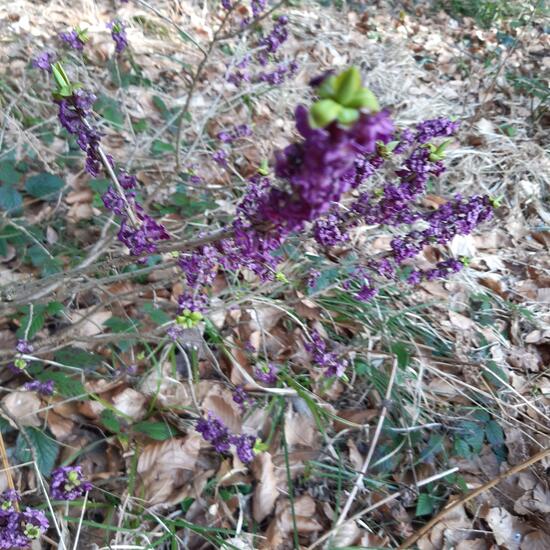 Daphne mezereum: Plant in habitat Temperate forest in the NatureSpots App