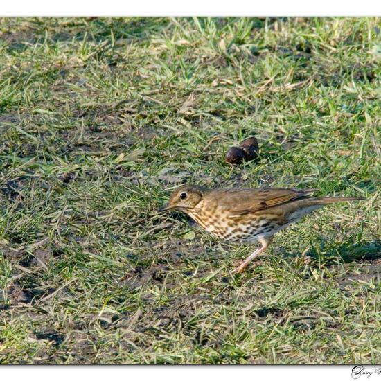 Singdrossel: Tier im Habitat Hinterhof in der NatureSpots App