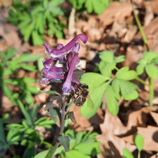 Westliche Honigbiene: Tier in der Natur in der NatureSpots App