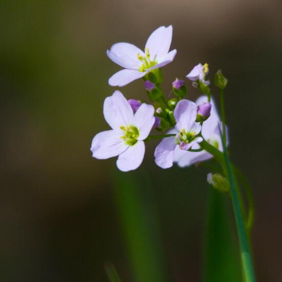 Cardamine pratensis: Plant in habitat Road or Transportation in the NatureSpots App