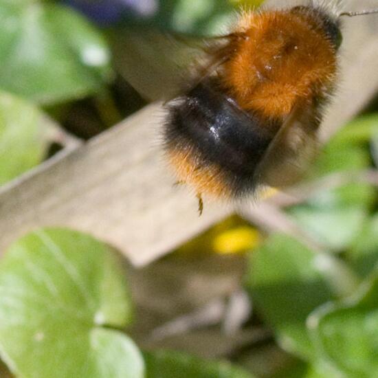 Bombus pascuorum: Animal in habitat Backyard in the NatureSpots App