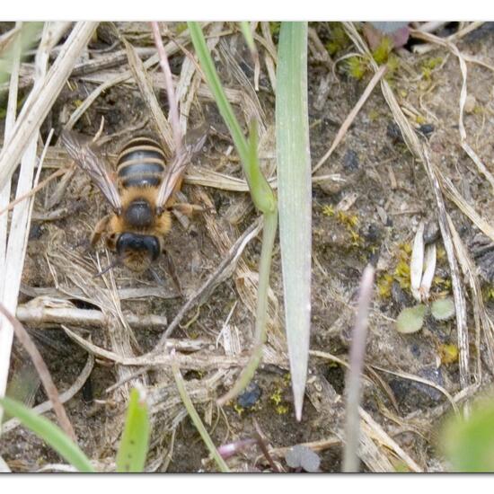 Gemeine Sandbiene: Tier im Habitat Ackerrandstreifen in der NatureSpots App