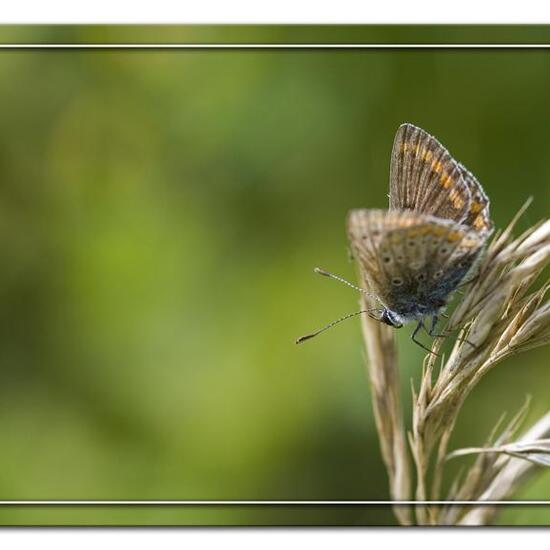 Kleiner Sonnenröschen-Bläuling: Tier im Habitat Halb-natürliches Grasland in der NatureSpots App