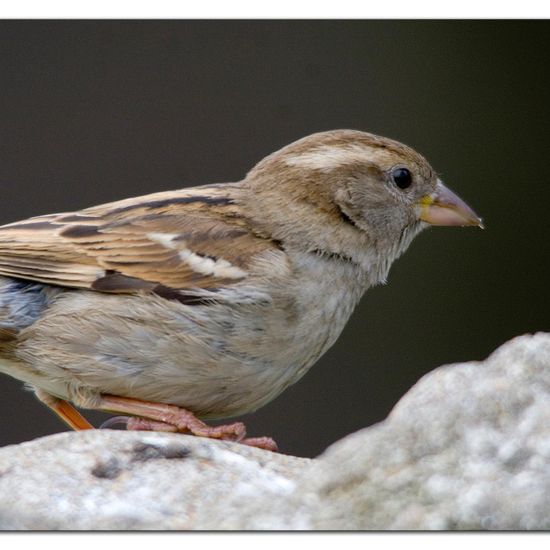 House Sparrow: Animal in habitat Garden in the NatureSpots App