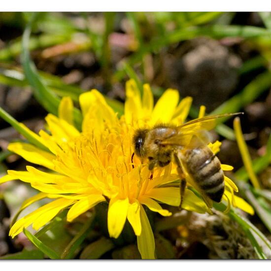 Westliche Honigbiene: Tier im Habitat Wald in der NatureSpots App