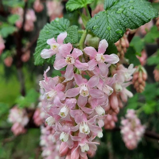 Ribes: Plant in nature in the NatureSpots App