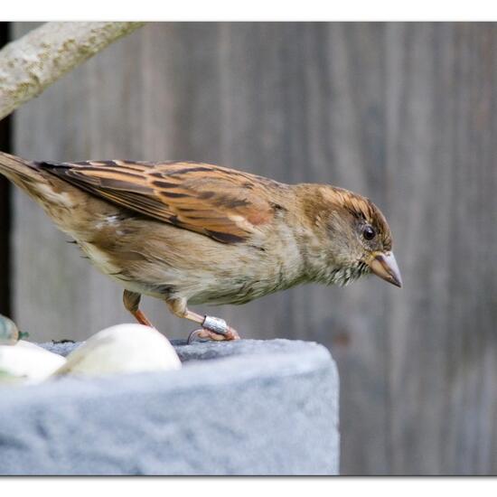 House Sparrow: Animal in habitat Garden in the NatureSpots App