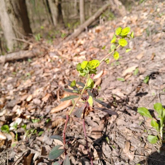 Euphorbia amygdaloides: Plant in habitat Temperate forest in the NatureSpots App