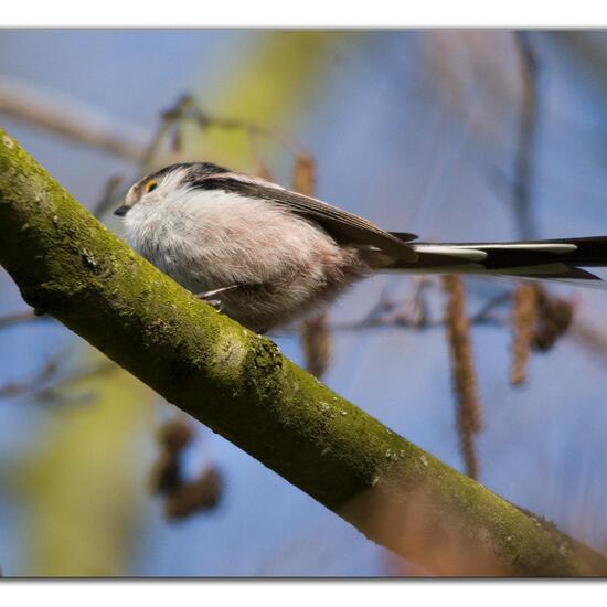 Schwanzmeise: Tier im Habitat Hinterhof in der NatureSpots App