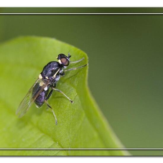 Oxycera leonina: Tier im Habitat Grasland und Büsche in der NatureSpots App