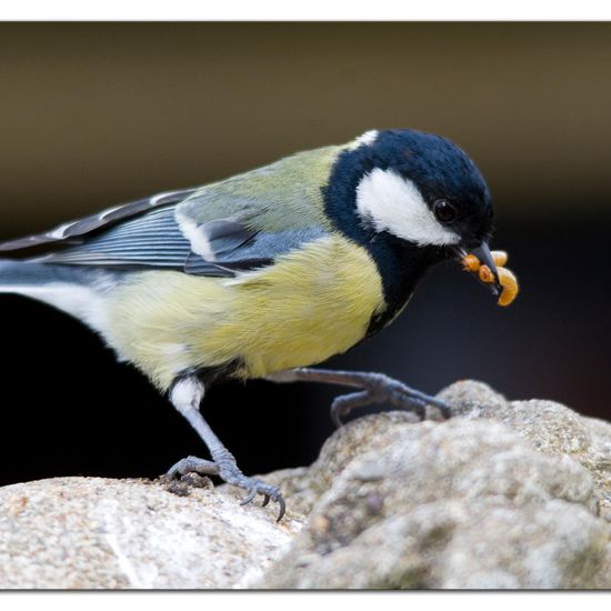 Kohlmeise: Tier im Habitat Garten in der NatureSpots App