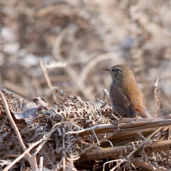 Eurasian Wren: Animal in habitat Backyard in the NatureSpots App