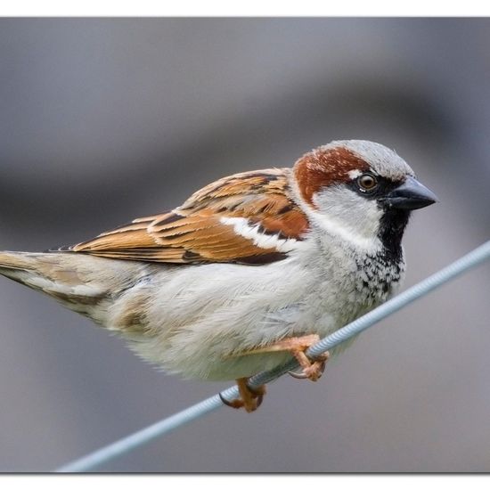 House Sparrow: Animal in habitat Garden in the NatureSpots App