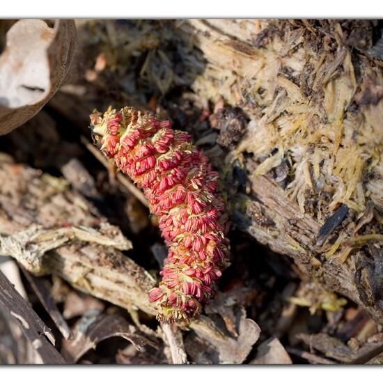 Populus ×canadensis: Plant in habitat Forest in the NatureSpots App