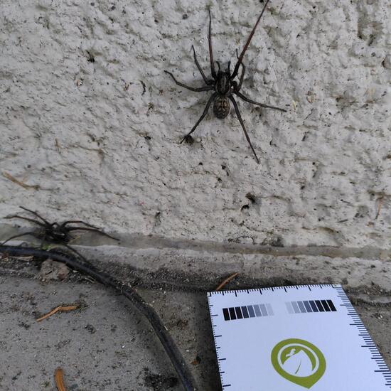 Große Winkelspinne: Tier im Habitat Garten in der NatureSpots App