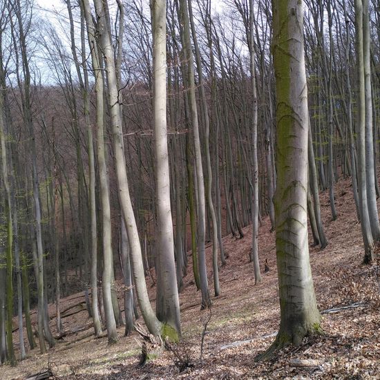 Landschaft: Wald im Habitat Wald der gemäßigten Breiten in der NatureSpots App