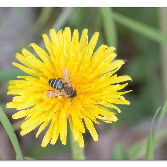 Andrena flavipes: Animal in habitat Road or Transportation in the NatureSpots App