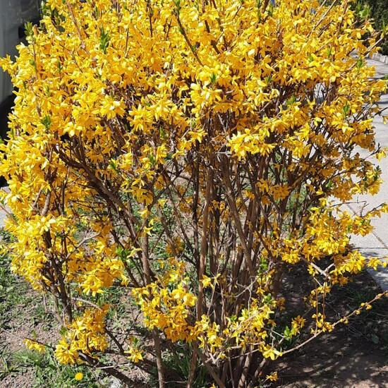 Forsythien: Pflanze in der Natur in der NatureSpots App