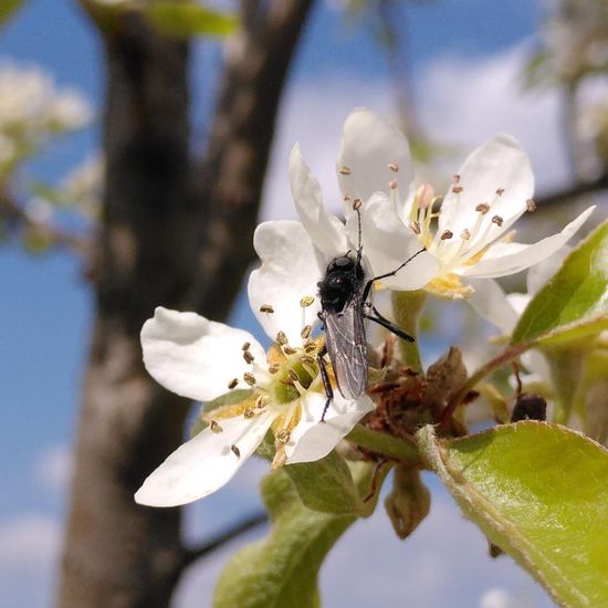 Bibio marci: Animal in habitat Buffer strip in the NatureSpots App