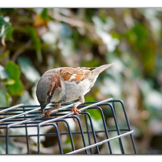 Haussperling: Tier im Habitat Garten in der NatureSpots App