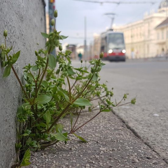 Stellaria media: Pflanze im Habitat Strasse/Verkehr in der NatureSpots App