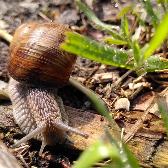 Helix pomatia: Animal in habitat Riparian forest in the NatureSpots App