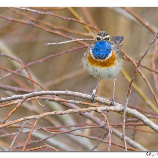 Bluethroat: Animal in habitat Pond in the NatureSpots App