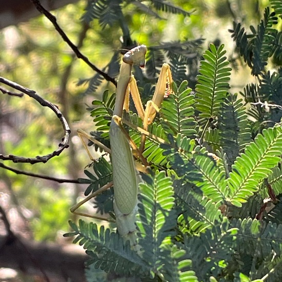 Fangschrecken: Tier in der Natur in der NatureSpots App